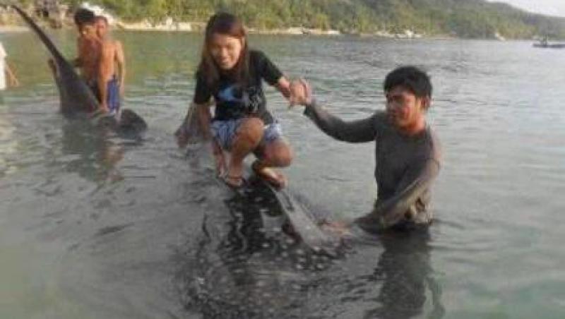 VIDEO! Filipine: o tanara face surf pe spatele unui rechin-balena