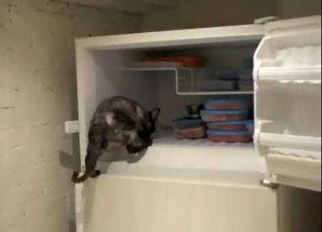 VIDEO! O pisica stie sa deschida frigiderul si sa-si ia singura mancare