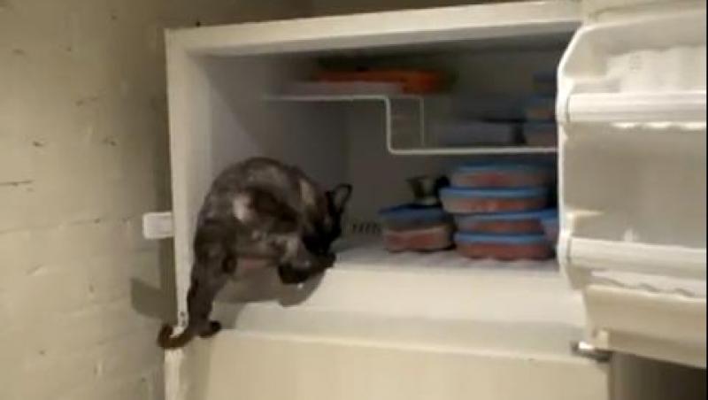 VIDEO! O pisica stie sa deschida frigiderul si sa-si ia singura mancare