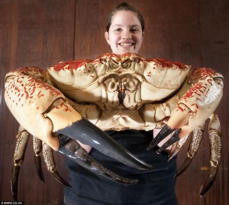Un crab urias cantareste sapte kilograme si isi va dubla dimensiunile