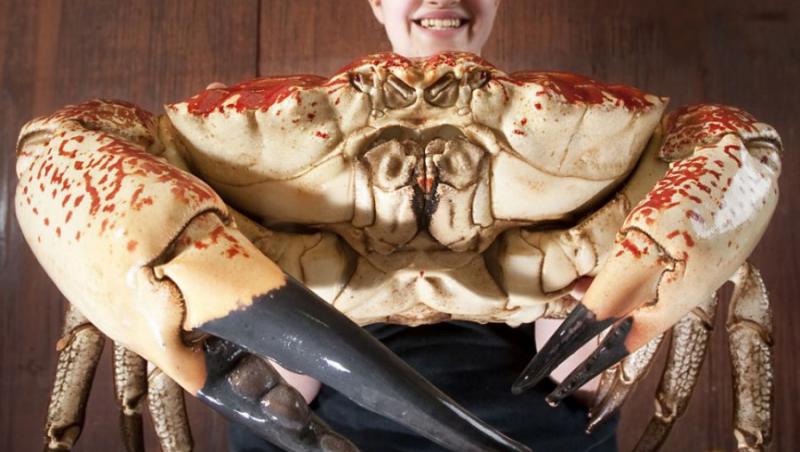 Un crab urias cantareste sapte kilograme si isi va dubla dimensiunile