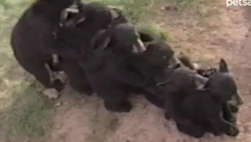 VIDEO! Cativa pui de urs se joaca precum niste copii