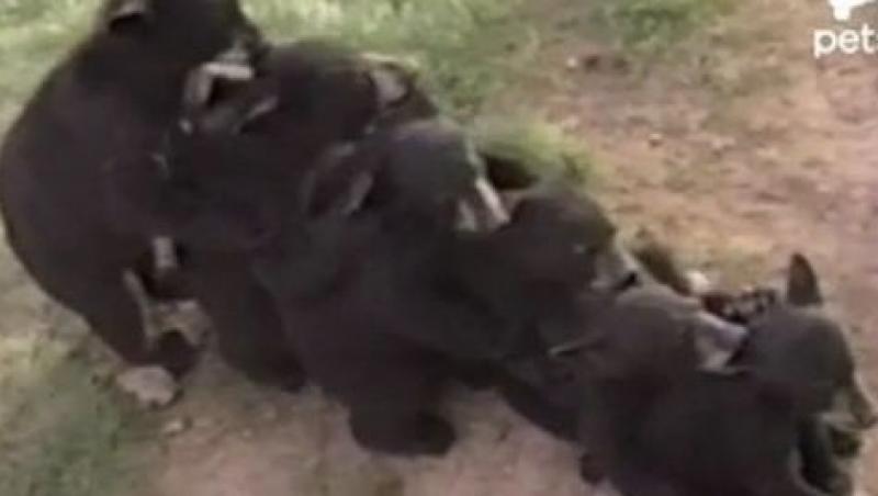 VIDEO! Cativa pui de urs se joaca precum niste copii