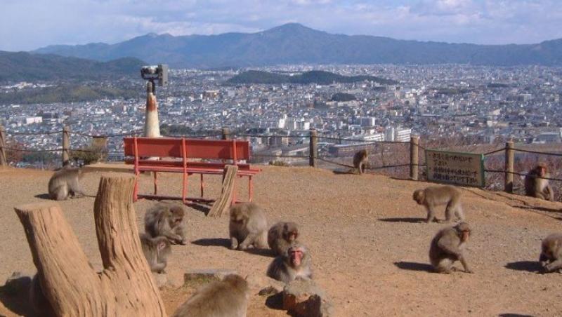 Intr-un parc din Japonia vizitatorii pot intra in contact cu maimutele