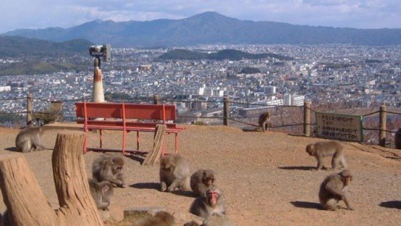 Intr-un parc din Japonia vizitatorii pot intra in contact cu maimutele
