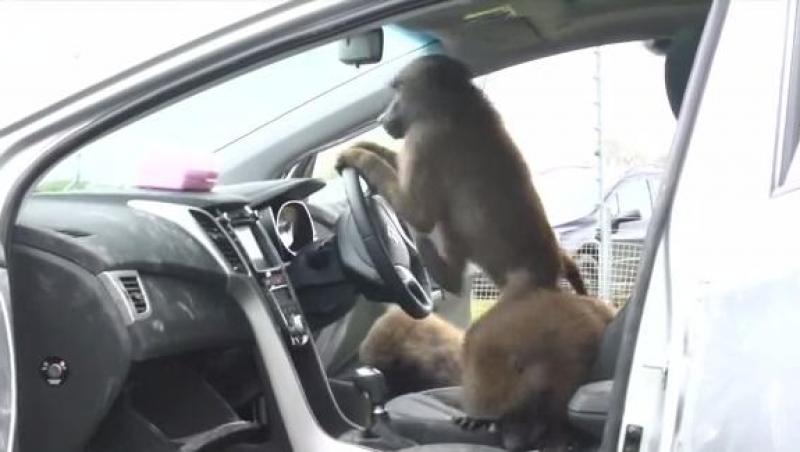 VIDEO! Rezistenta noului Hyundai i30 a fost testata cu 40 de babuini