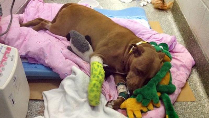 Un pitbull a fost lovit de tren in locul stapanei pe care a salvat-o de la moarte