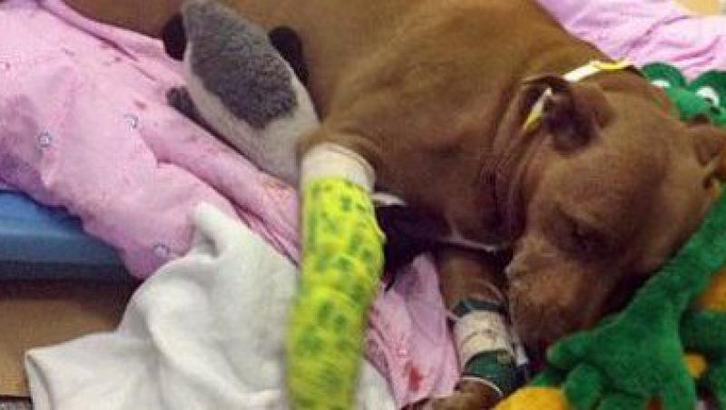 Un pitbull a fost lovit de tren in locul stapanei pe care a salvat-o de la moarte