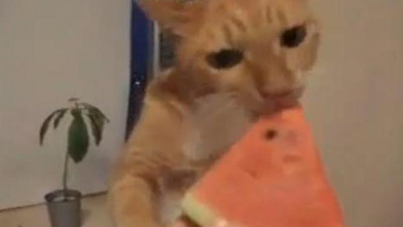 VIDEO! Pepenele, alimentul preferat al unei pisici