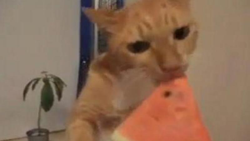VIDEO! Pepenele, alimentul preferat al unei pisici