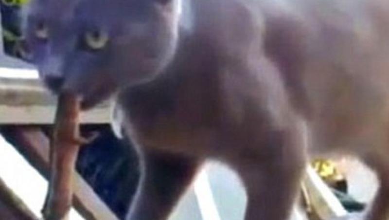 VIDEO! Pisica ghinionista: a fost atacata de soparla pe care voia sa o vaneze!