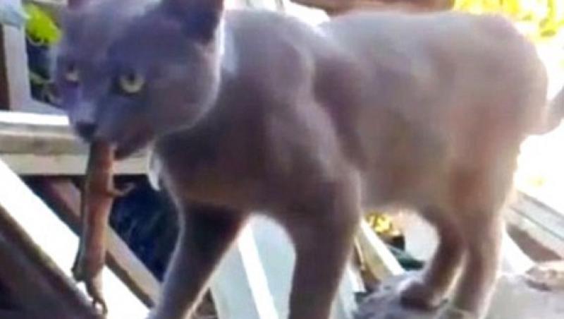 VIDEO! Pisica ghinionista: a fost atacata de soparla pe care voia sa o vaneze!