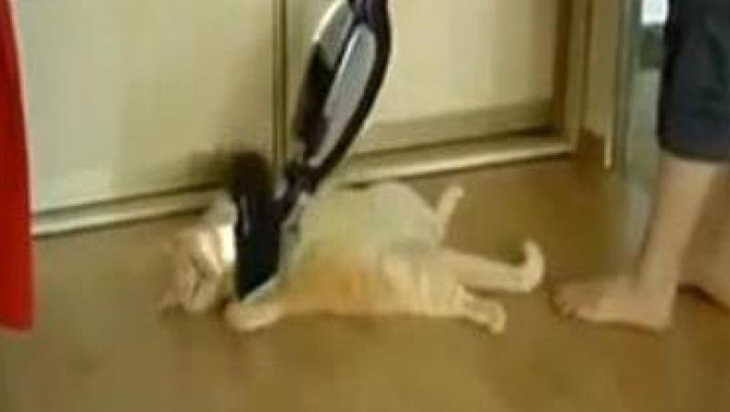 VIDEO! Vezi metoda inedita de masaj pentru pisici!