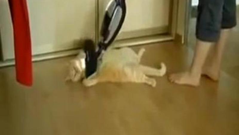 VIDEO! Vezi metoda inedita de masaj pentru pisici!