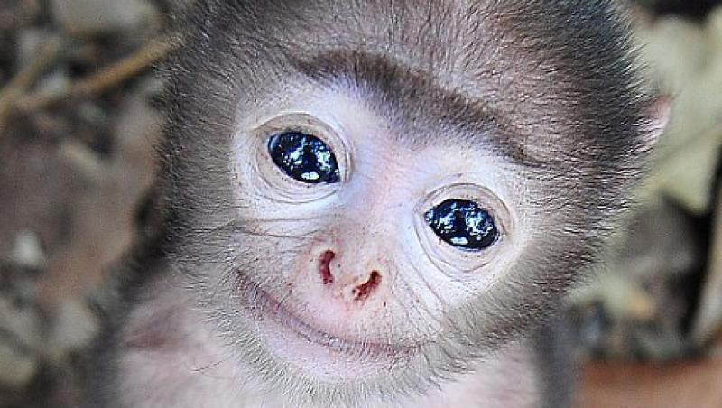 Sa fie acesta cel mai frumos pui de maimuta din lume?