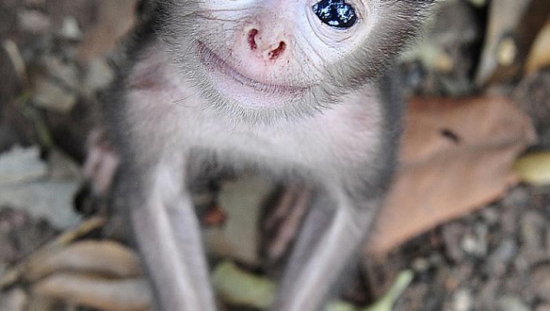 Sa fie acesta cel mai frumos pui de maimuta din lume?