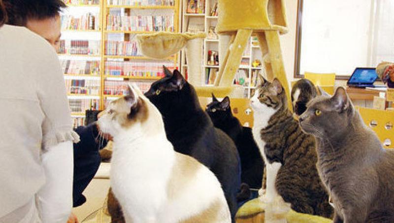 Prima cafenea cu pisici hostess din Europa a fost deschisa la Viena
