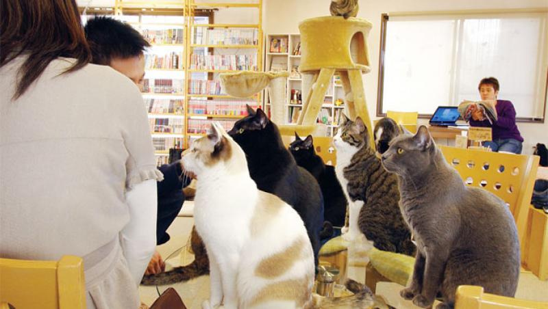 Prima cafenea cu pisici hostess din Europa a fost deschisa la Viena
