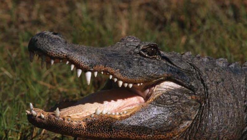 VIDEO! SUA: A scapat cu viata dupa ce a fost atacat de un aligator