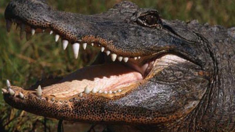 VIDEO! SUA: A scapat cu viata dupa ce a fost atacat de un aligator