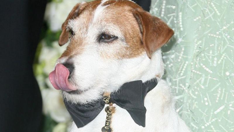 Cainele Uggie, protagonistul unei campanii PETA