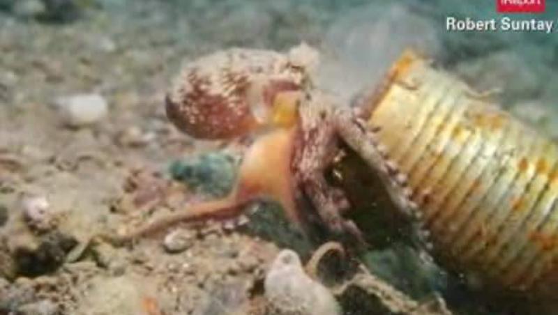 VIDEO! O caracatita din Filipine se crede melc. Vezi ce foloseste pe post de cochilie!
