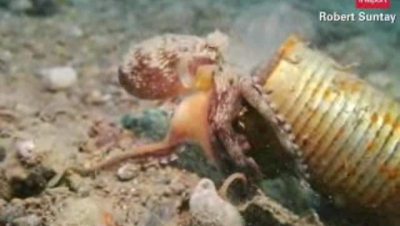 VIDEO! O caracatita din Filipine se crede melc. Vezi ce foloseste pe post de cochilie!