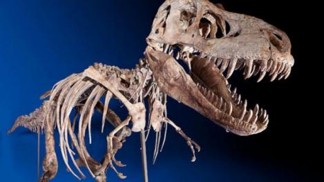 Un schelet de Tyrannosaurus, vandut cu 1,05 milioane de dolari, naste controverse