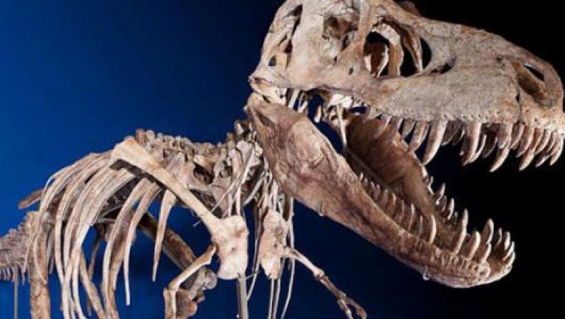 Un schelet de Tyrannosaurus, vandut cu 1,05 milioane de dolari, naste controverse
