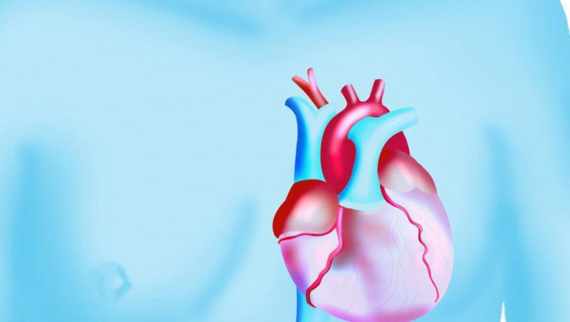 Oamenii de stiinta au creat in laborator tesut muscular cardiac