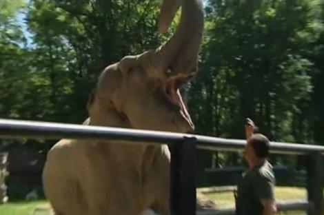 VIDEO! Un elefant, profetul Europenelor de fotbal