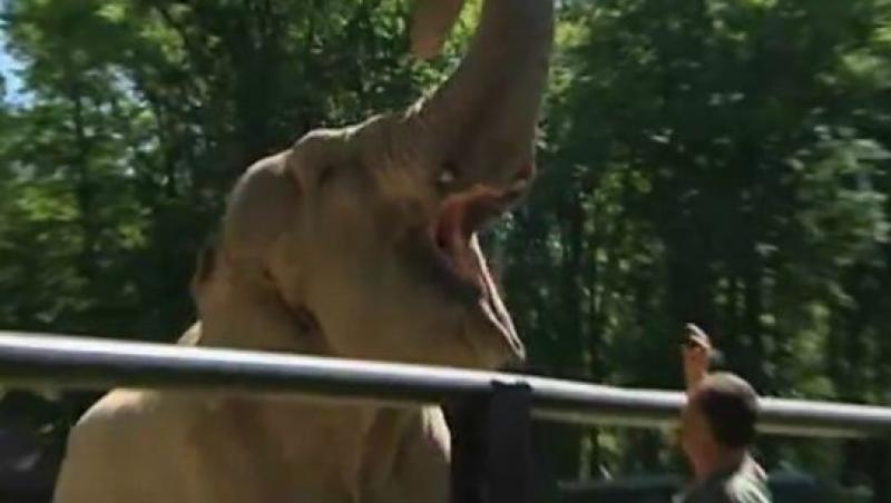 VIDEO! Un elefant, profetul Europenelor de fotbal