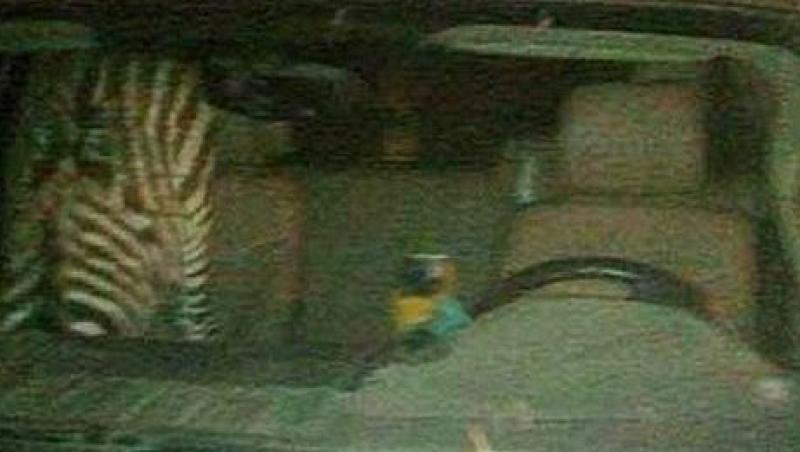 Un american a fost prins conducand beat cu o zebra si un papagal in masina