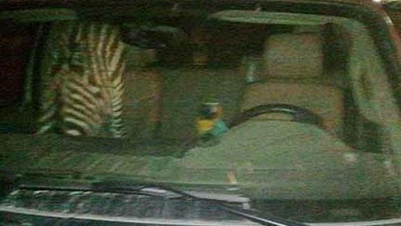 Un american a fost prins conducand beat cu o zebra si un papagal in masina