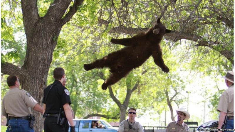 VIDEO! Surpriza de proportii in SUA: Un urs a adormit intr-un copac