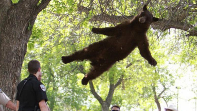 VIDEO! Surpriza de proportii in SUA: Un urs a adormit intr-un copac