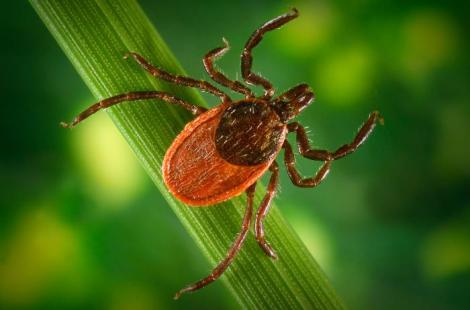 VIDEO! Afla totul despre boala Lyme si cum poate fi prevenita!