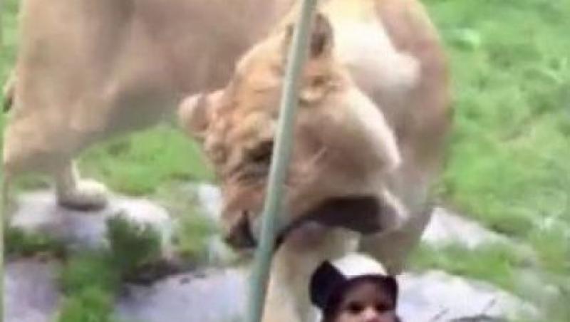 VIDEO! Un bebelus imbracat in zebra, la un pas sa fie sfasiat de un leu
