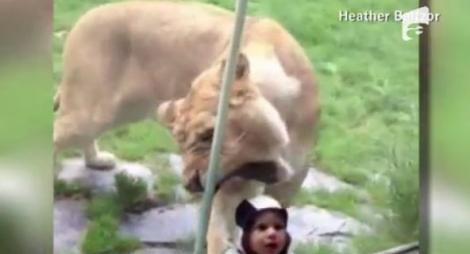 VIDEO! Un bebelus imbracat in zebra, la un pas sa fie sfasiat de un leu