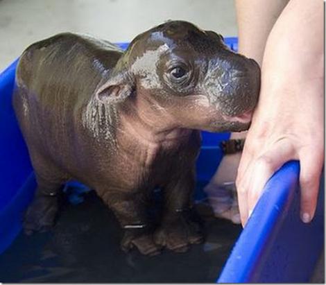 VIDEO! El este cel mai celebru hipopotam: Printul Harry!