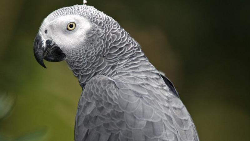 Un papagal ratacit le-a spus politistilor adresa la care locuieste