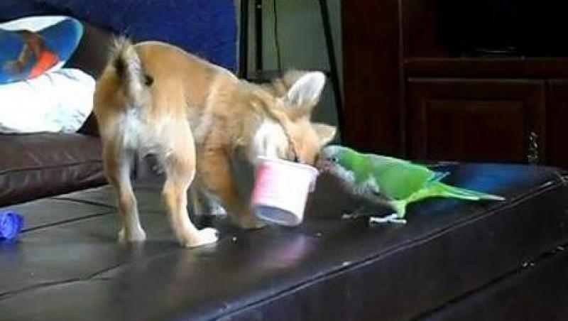 VIDEO! Un papagal si un chihuahua, adversari in lupta pentru o cutie de iaurt