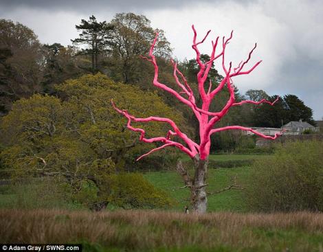 Marea Britanie: Un stejar vechi de 300 de ani a fost vopsit in roz fosforescent