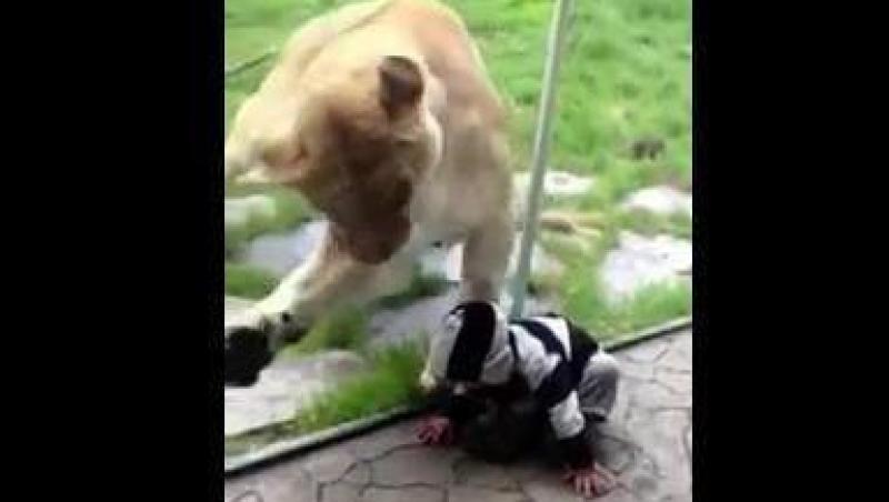 VIDEO! Un baietel curajos nu s-a temut de incercarea de atac a unei leoaice