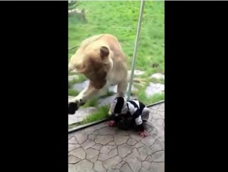 VIDEO! Un baietel curajos nu s-a temut de incercarea de atac a unei leoaice