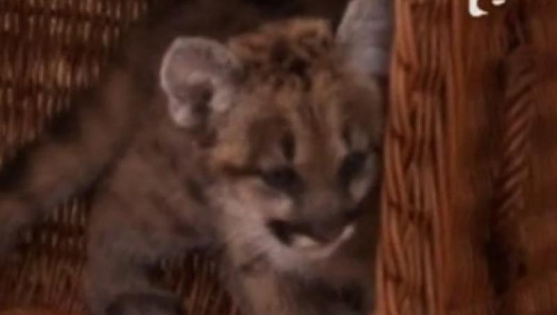 VIDEO! Premiera la Zoo Berlin: Primul pui de puma nascut in captivitate
