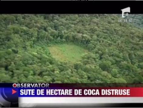 VIDEO! Sute de hectare de coca au fost distruse in Bolivia