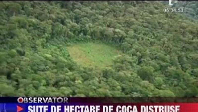 VIDEO! Sute de hectare de coca au fost distruse in Bolivia