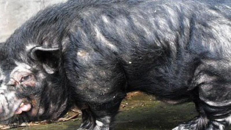 FOTO! Cei mai urati porci din lume traiesc in China
