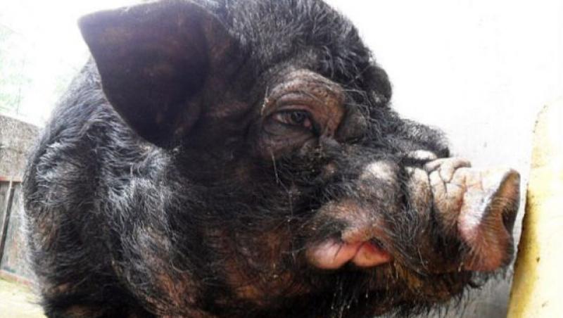 FOTO! Cei mai urati porci din lume traiesc in China